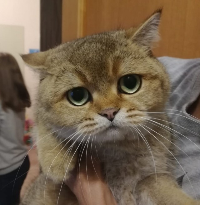 Котовторник 14.09.2021