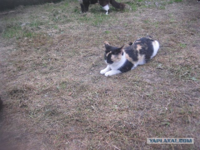 Жизнь домашнего приюта для котеек 362