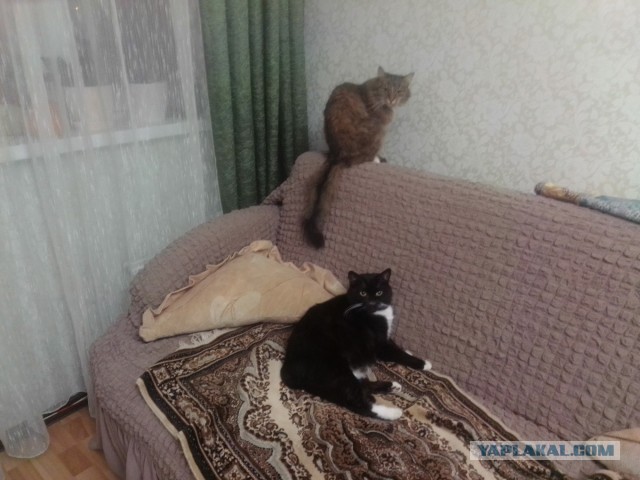 История одного котенка