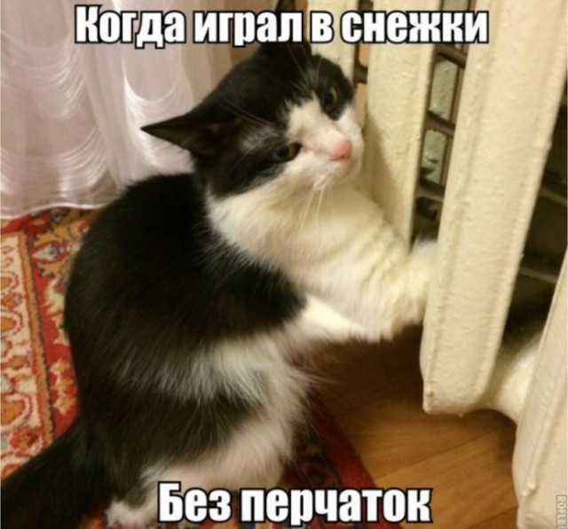 "Купил коту игрушку" и другие картинки