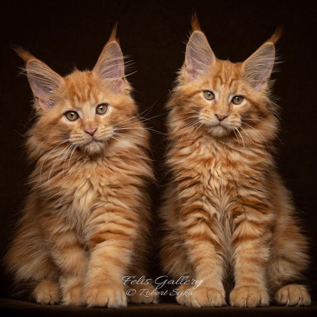 Кот Мейн-кун: царь домашних кошек!