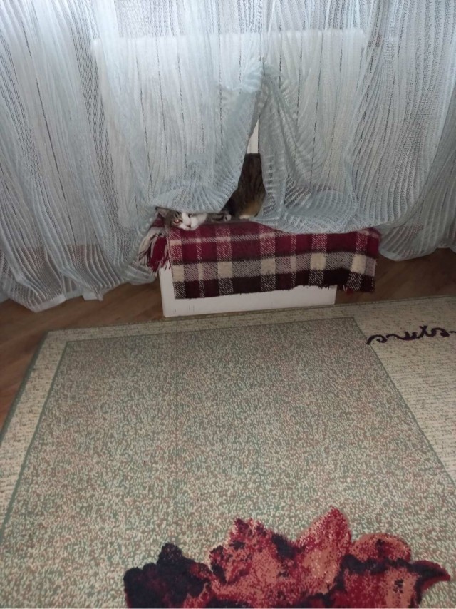 Котовторник. Картинки и буквы 08.02.22
