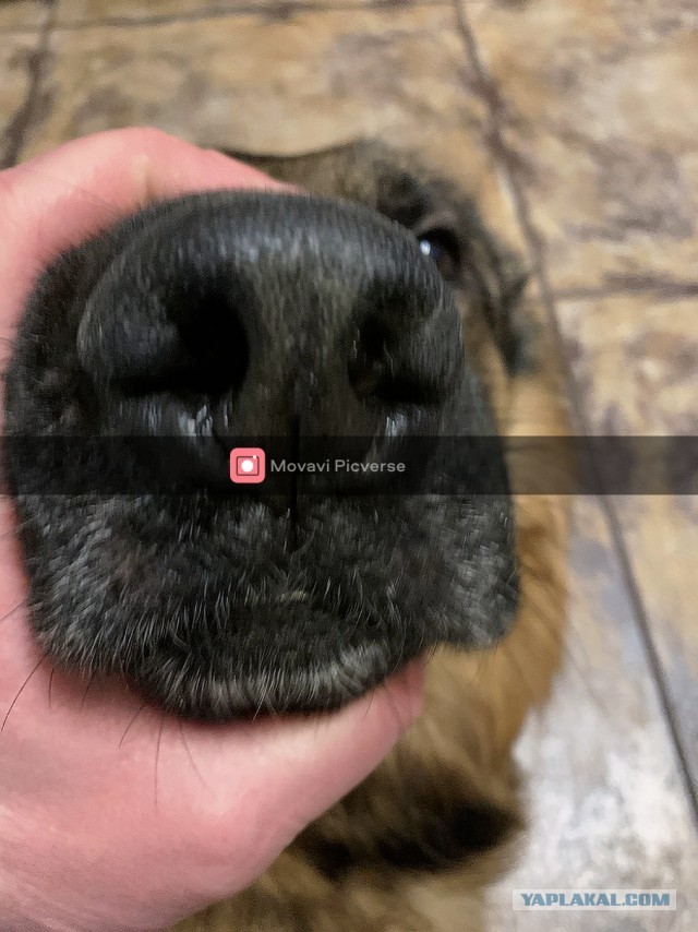 Нос