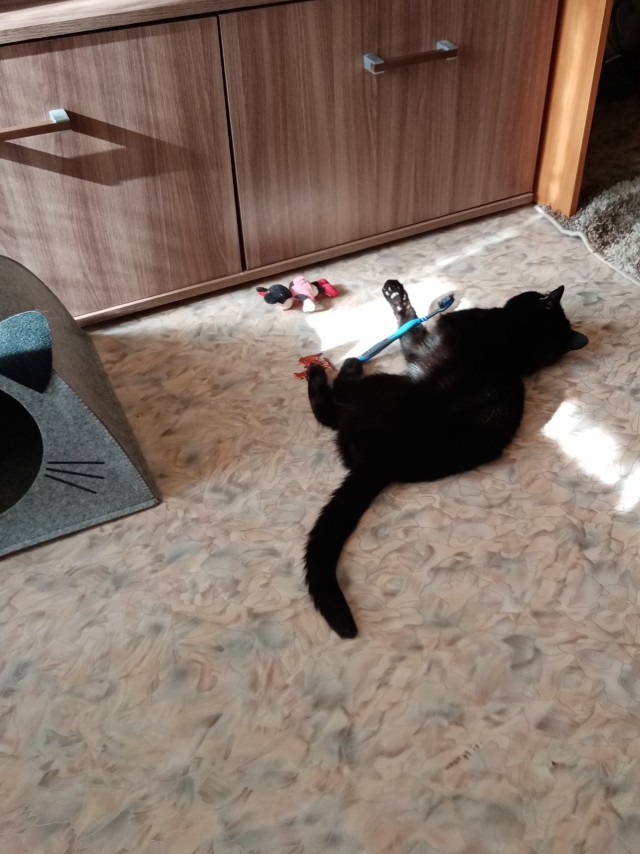 Ну, поехали в котоввторник!