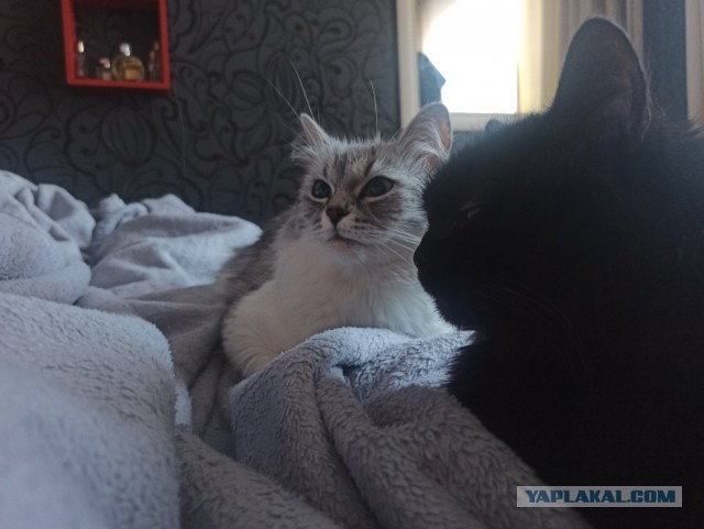 Чернуха, хороший парень или Куклачев нашего времени