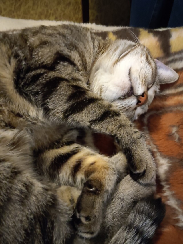 А ваши котейки че счас делают?
