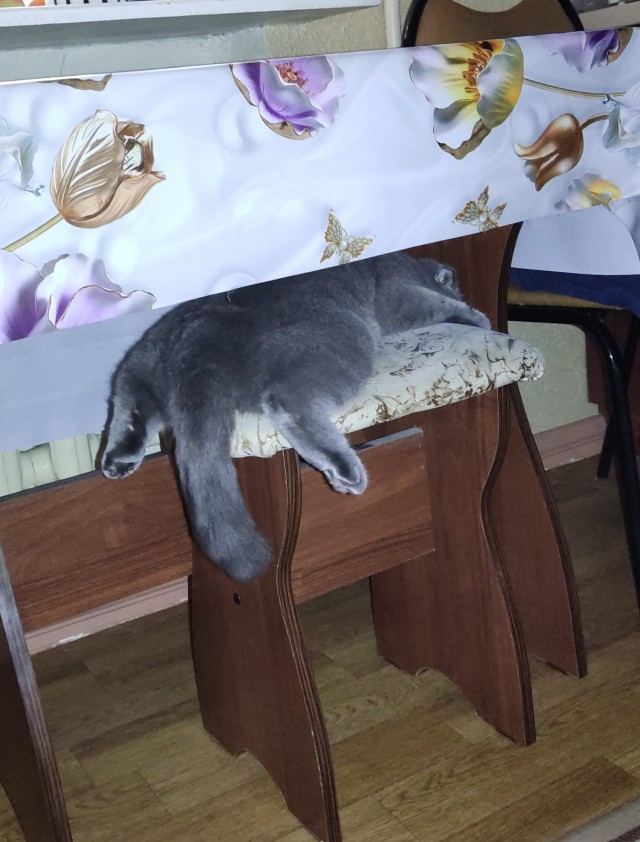 Специально для тех глупцов, которые считают котов бесполезными животными
