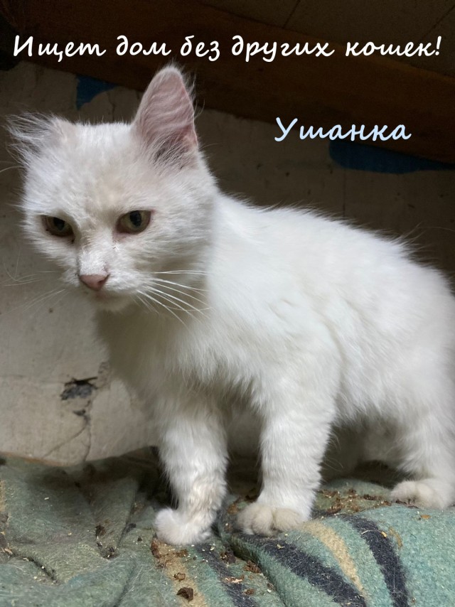 Жизнь домашнего приюта "Котоленд" 335