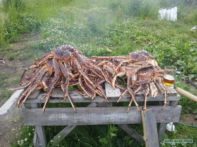 В погоне за раками