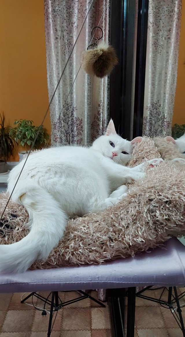 К котовторнику