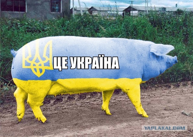 Ассоциация государств с животными