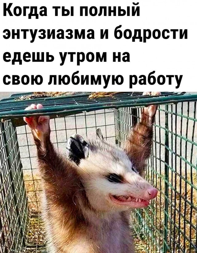 Юмор в картинках и без