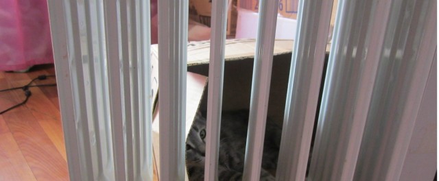 Котовторник  19.03.2013