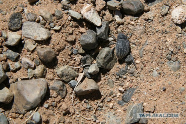 В Монголию на мотоциклах 2006