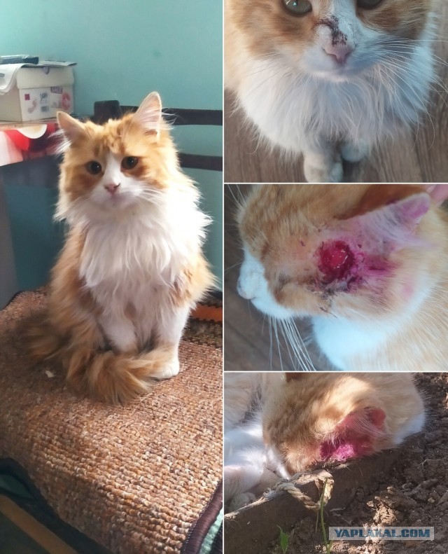 Начинаем котофторник?