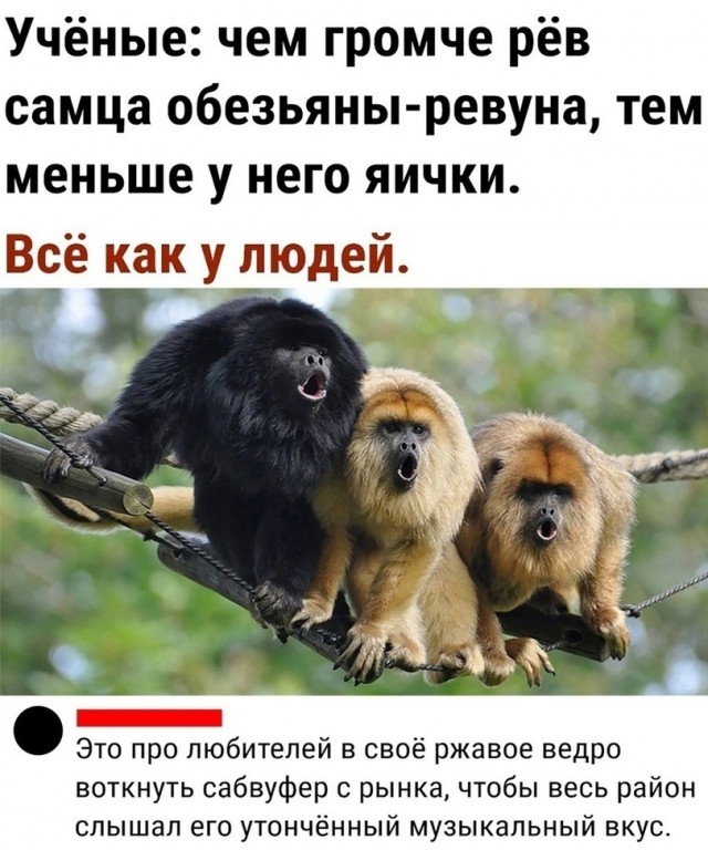 "Музыканты" за рулем