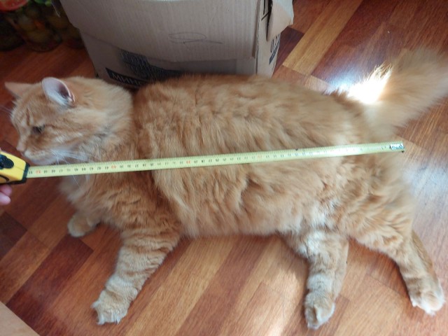 Откуда берутся женоненавистники