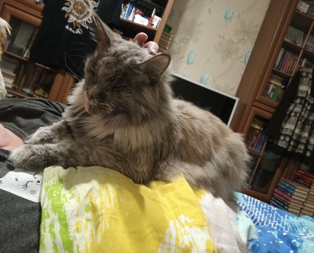 К - Котовторник ☺ Пополнение