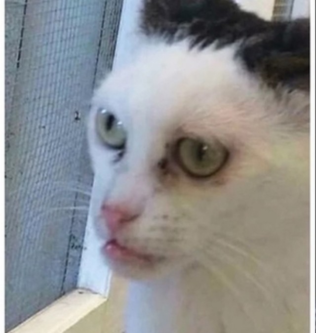Самый позитивный и улыбчивый котей