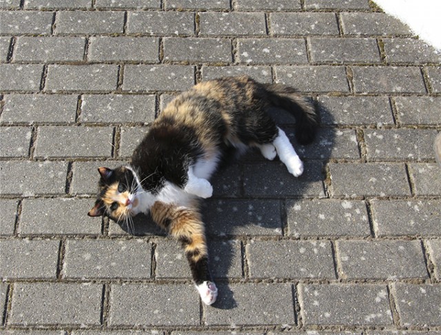 Котовторник  07.05.2013