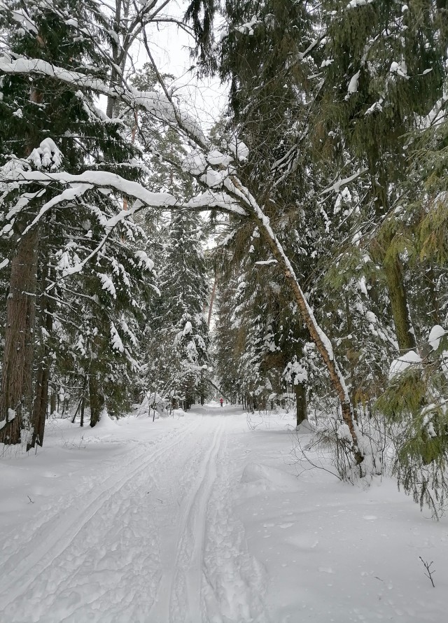 Беговые лыжи