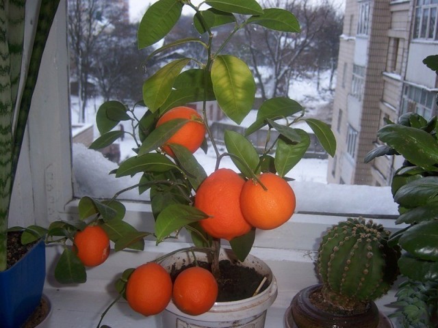 Россиянам назвали экзотические фрукты, которые можно вырастить прямо в квартире