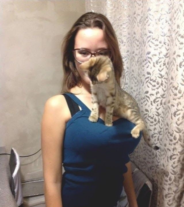 Котовторник в картинках