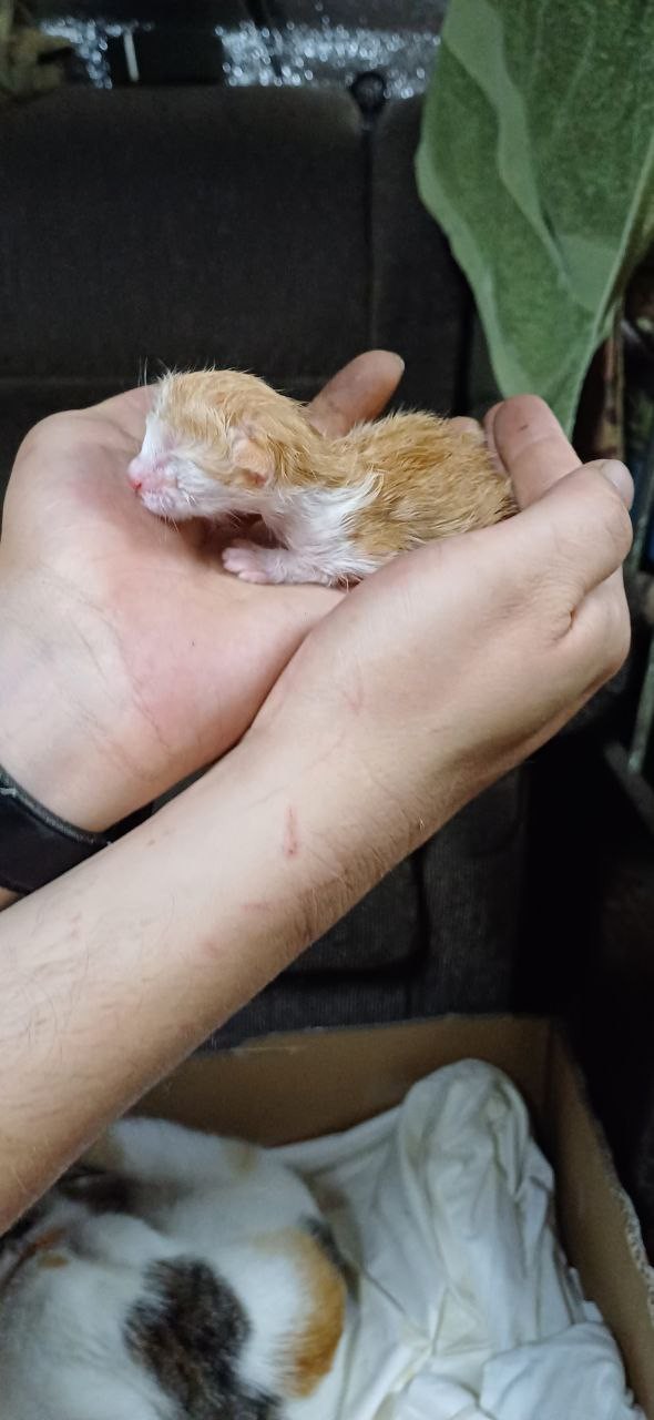 А у нас недавно кошка родила четверых котят