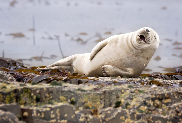 Самые смешные снимки животных в дикой природе за всю историю фотоконкурса Comedy Wildlife Photography Awards