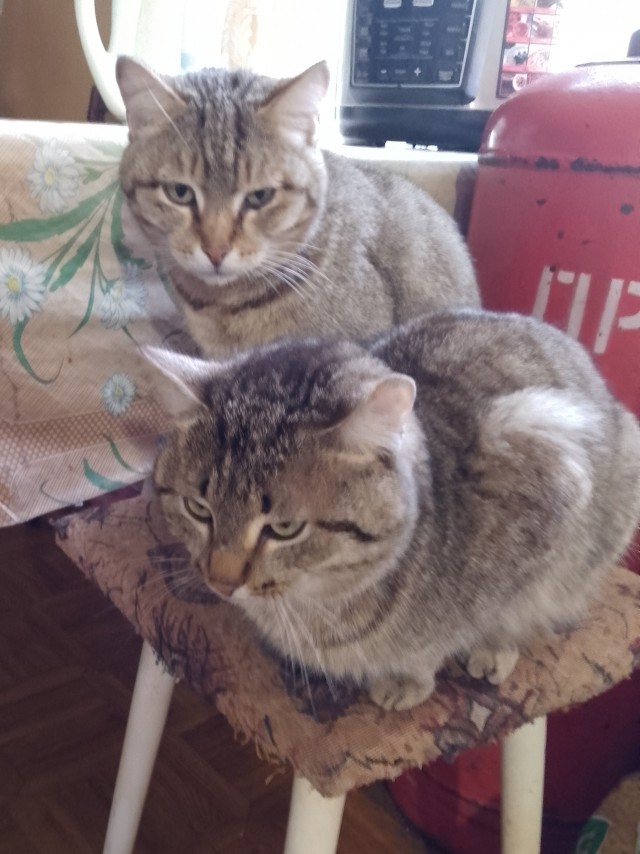 С Котовторником!