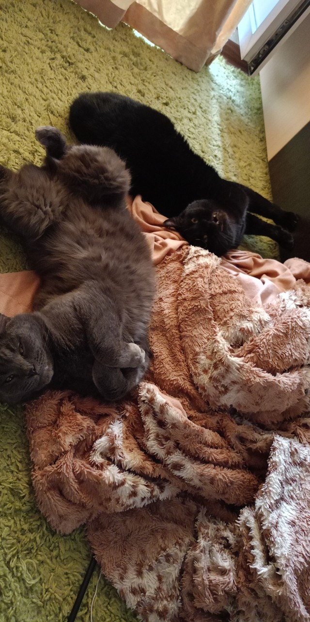 Жизнь с котом в одной картинке