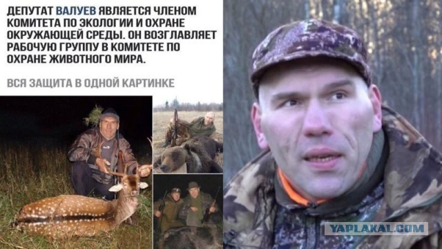 Суслик 100, голубь 600