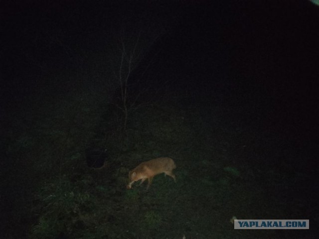 Жизнь домашнего приюта для котеек 524