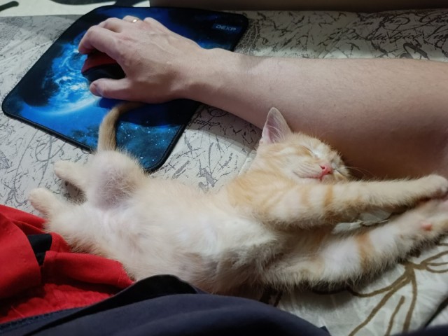 Котовторник