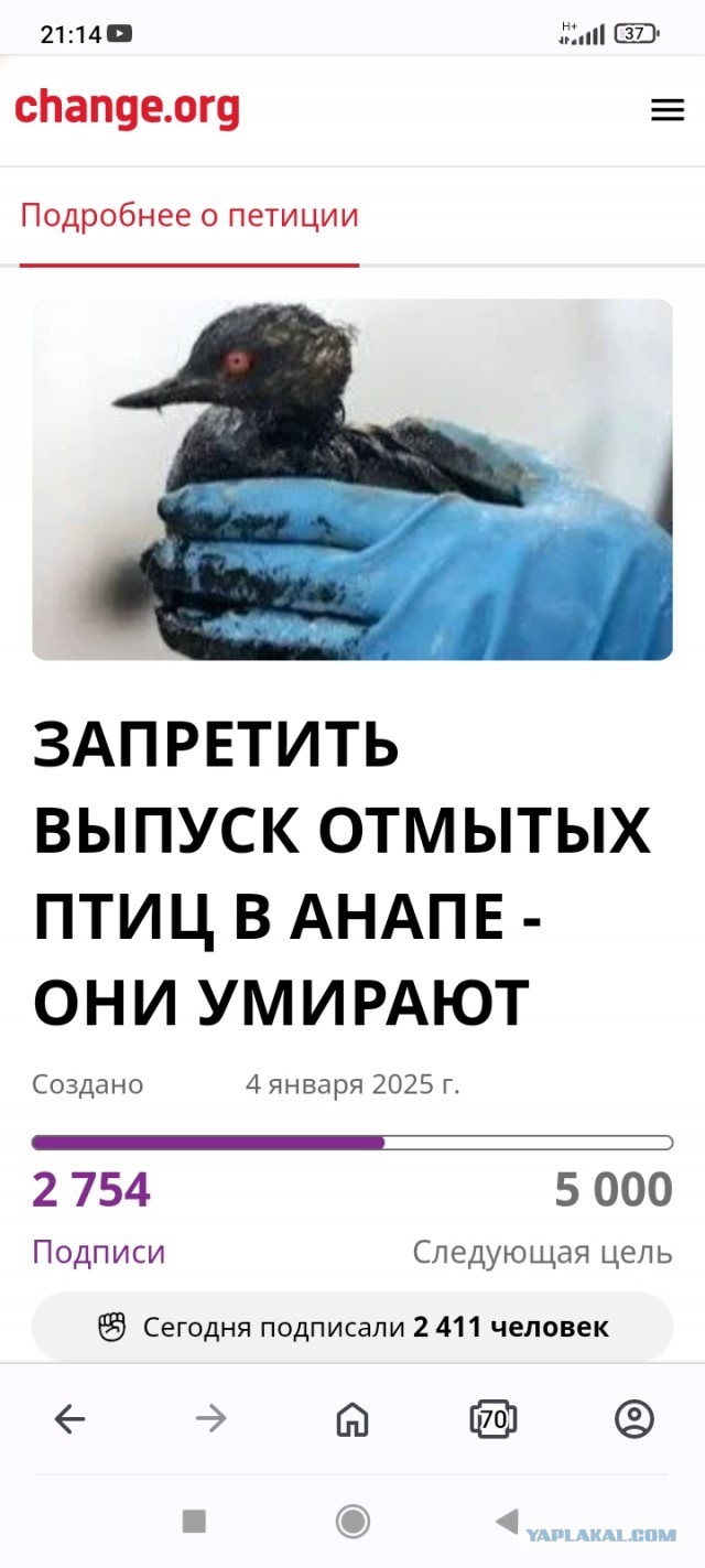 90% птиц, спасённых в Анапе волонтерами и вывезенных в Краснодар, умерло по дороге - орнитолог