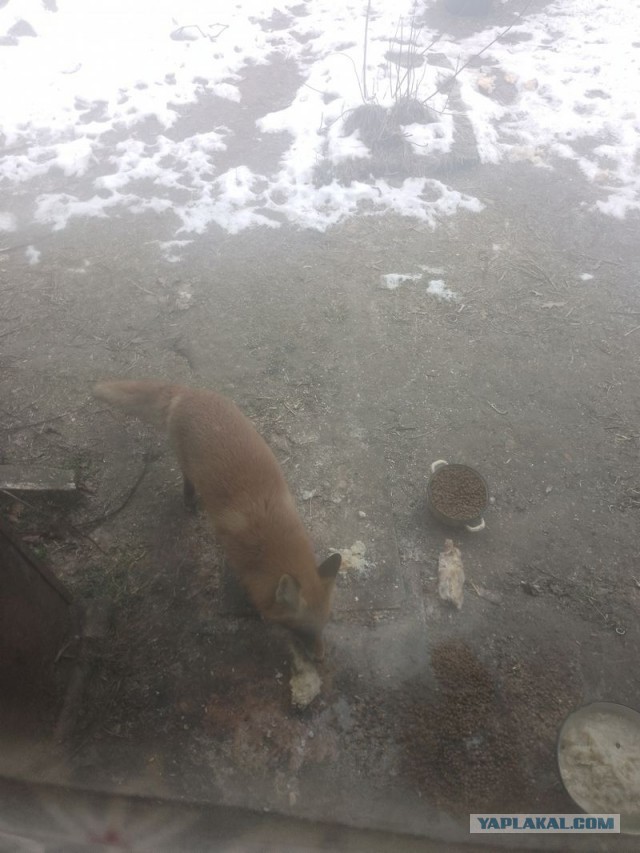 Жизнь домашнего приюта для котеек 532