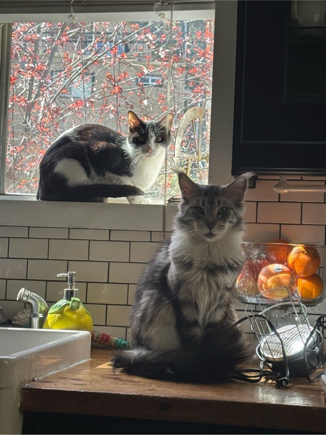 К-котовторник.