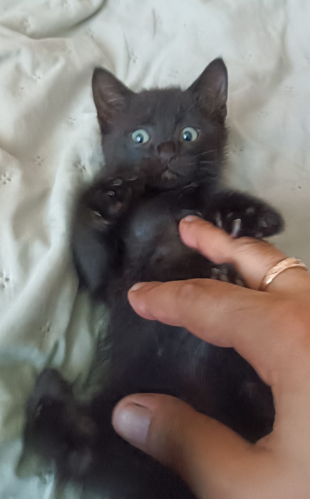 Раб в квадрате. Котовторник же.
