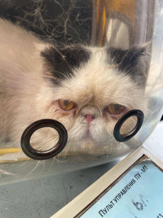 Кошку с грустной мородой лица оставили в подмосковной электричке