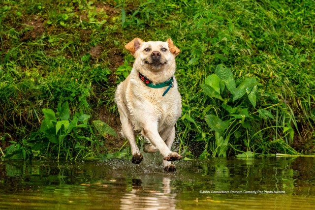 Самые смешные собаки-улыбаки за всю историю конкурса Comedy Pet Photography Awards