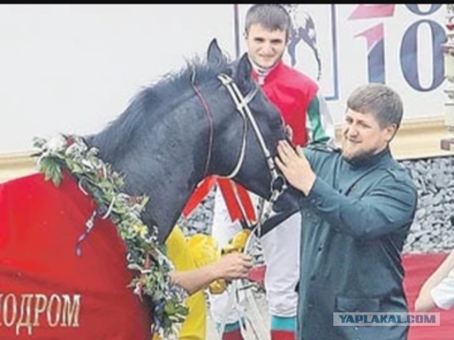 Ремонт коня