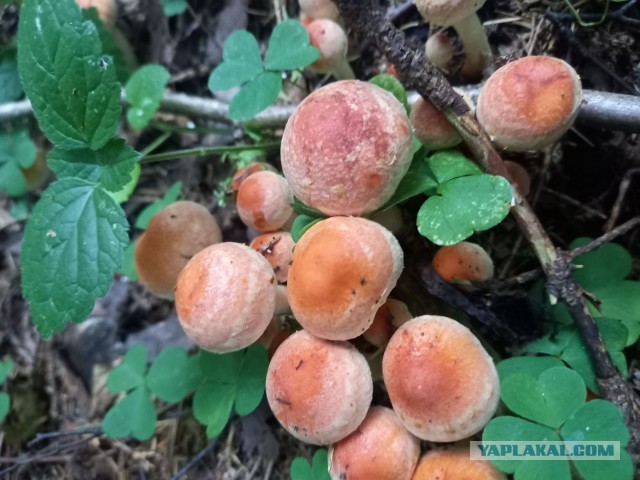 Можно ли есть эти опята?