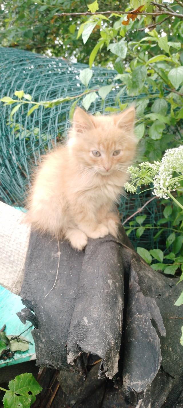 В котовторник привет от Кекса!