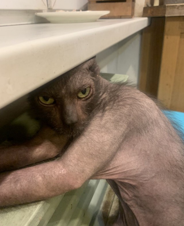 Включил отопление, Васька доволен