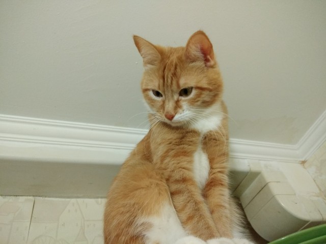 МоеЭ Котэ