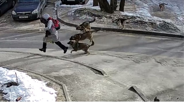 И вновь нападение бродячих собак на ребенка