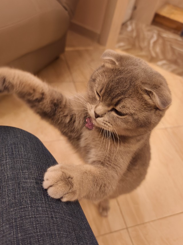 Котовторник же!