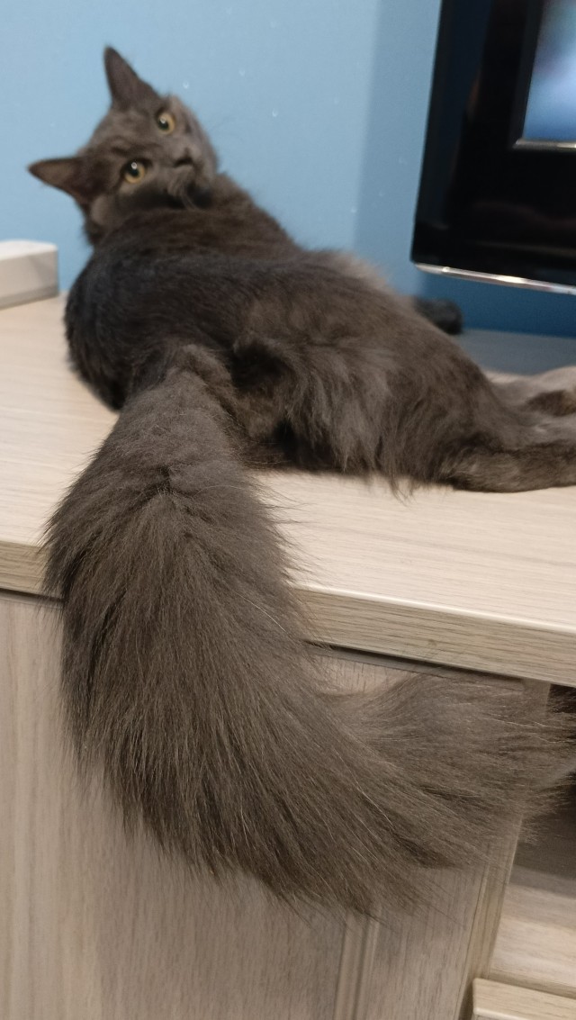 Хвостище к котовторнику