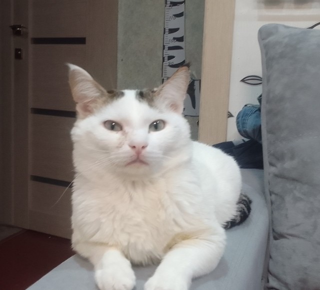 80 г => 3,1 кг (котовторник)