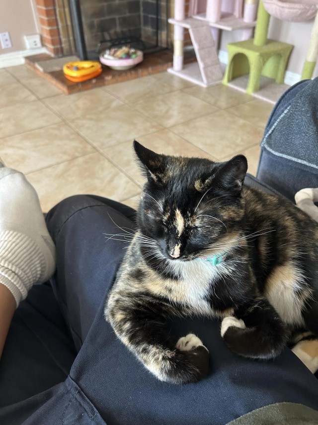 Рандомных фото котов тред
